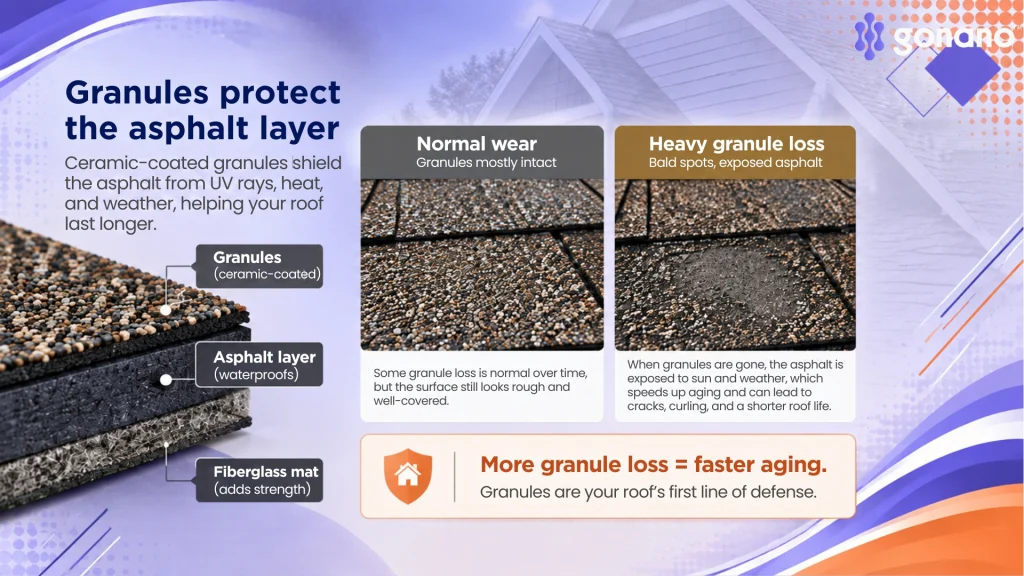 Diagram of a shingle showing the granule layer protecting the asphalt, and normal versus heavy granule loss